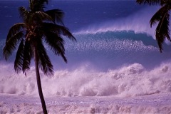 Palms, waves and whitewater